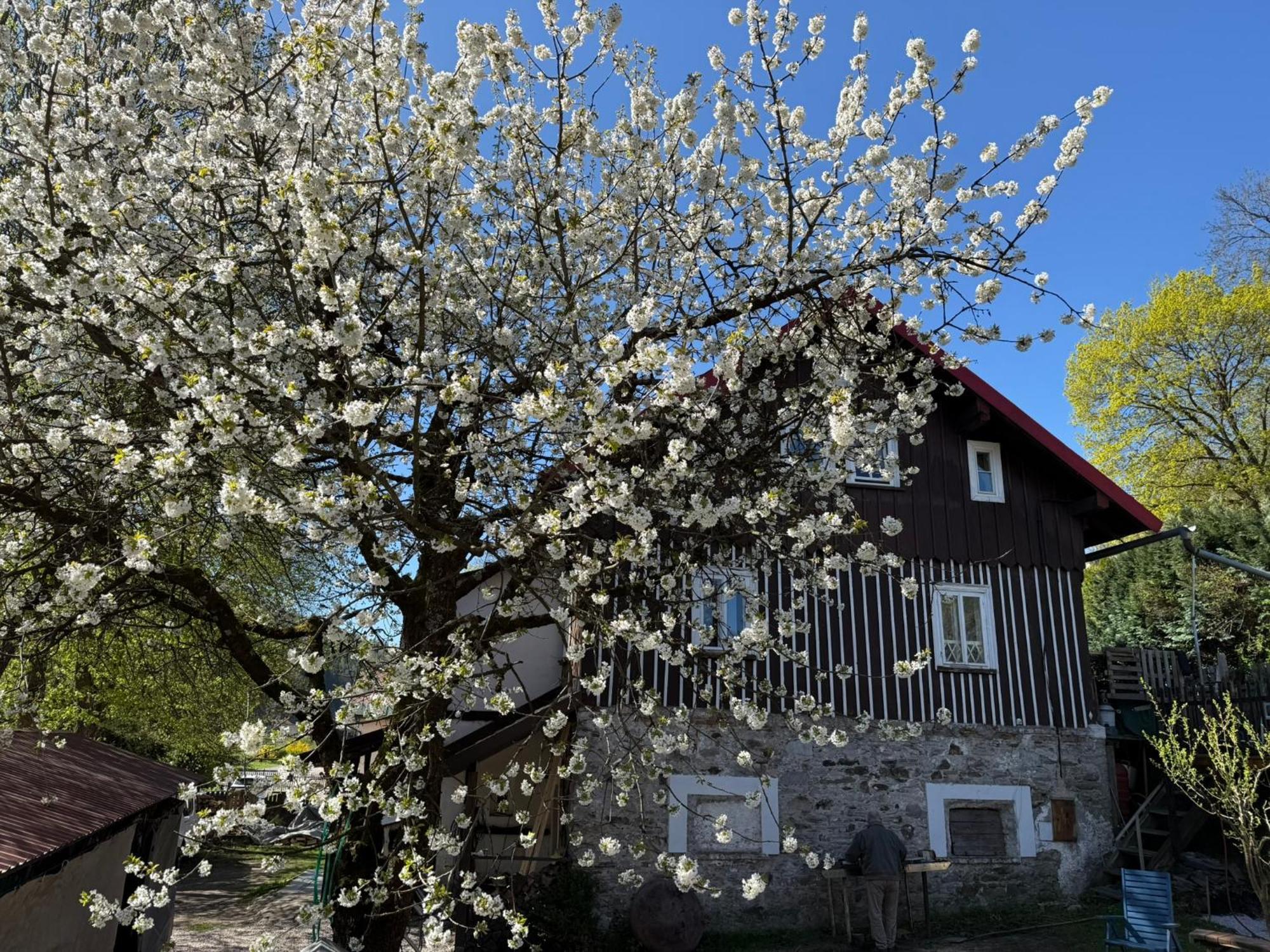 Vila Adélka - útulná chalupa v Krkonoších Horní Maršov Exterior foto